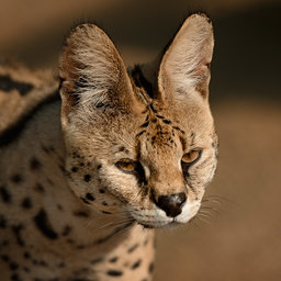 Jaredi
