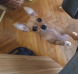 VictorTsonchevSumAz8