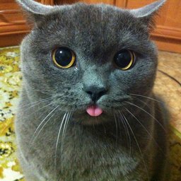 SelyA-