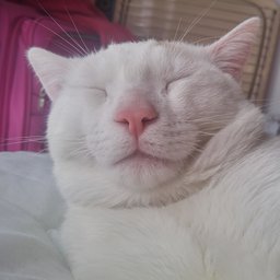 tItOkmm