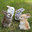 Rozhok Rabbits