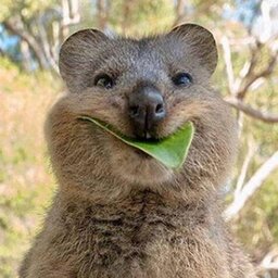 Kagheshi Kamura#3442