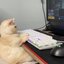 the cats (was deleted at: 2023-01-30T20:50:37.6893178Z)