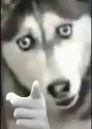Ser vivoo
