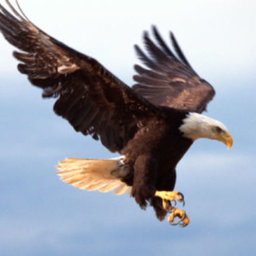 FlyingEagle