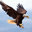 FlyingEagle