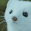 Mink
