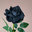 BlackRoseGaminng