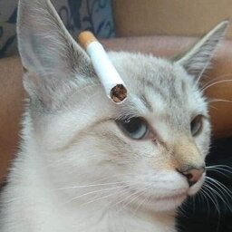 oFani