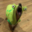 radexawaken