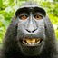 Macacos BUXOS