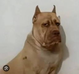 Hotdoggy