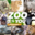 ZOO ZOO