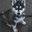 Kote