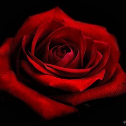 RedRose