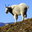 Goatified
