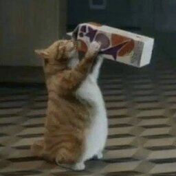 kitycaty