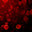 First_Blood