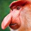 MTU Monkey