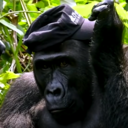 gangster monke#