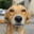 Liguem o Cachorro