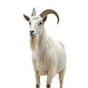 Goats only