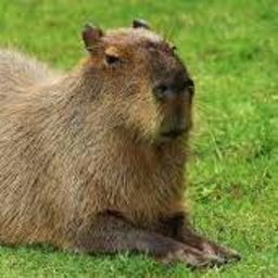 capybaras