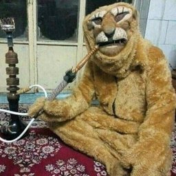 senkapaupau#