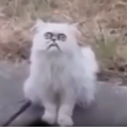JustCaT