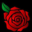 Rose One