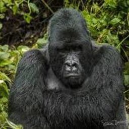 Yusuf''Avarian''Ipek