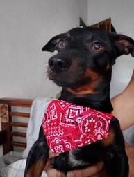 nilah de glock#007