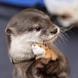 Otter_man