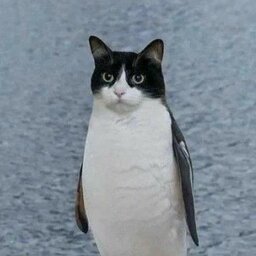 Catsii