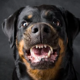 Good Dogo