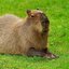Lightning Capybaras