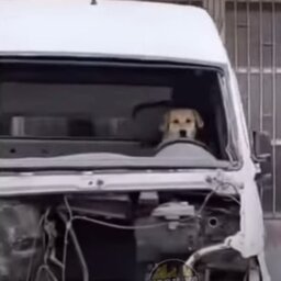 motionnvlr
