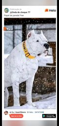 DOG_six9