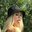 denisk-