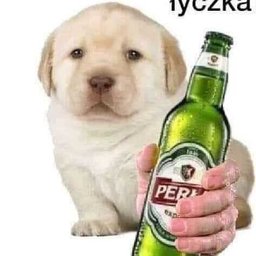 _Kuczi_