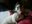 Dog do lar