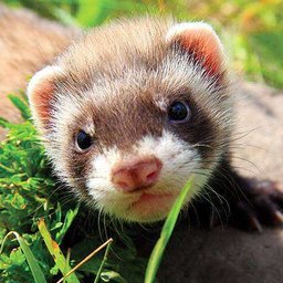 -Ferret-