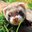 -Ferret-