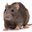 Rotte