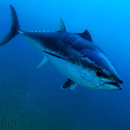 Tunák Žlutoploutvý