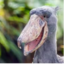 RIGHT IN THE BEAK (was deleted at: 2020-04-16T17:17:05.4318194Z)