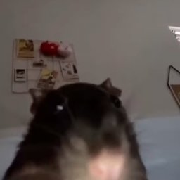 RATARALHO