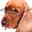 OLD _DOGS