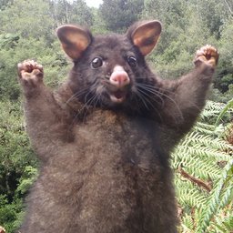 BONOBO21212321321231