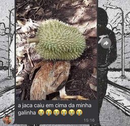 Amigadawesleyedakaua